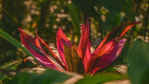 Ilha Grande House | Casa Selva - Vila do Abraão - Ilha grande