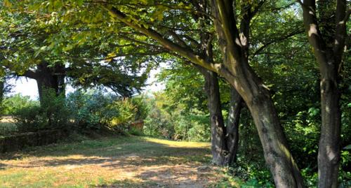 San Salvatore Monferrato House | Casa sull'Albero Aromantica