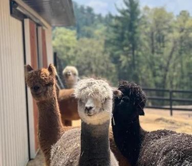 Wisconsin Dells Hotel | Casacampo Alpaca Ranch
