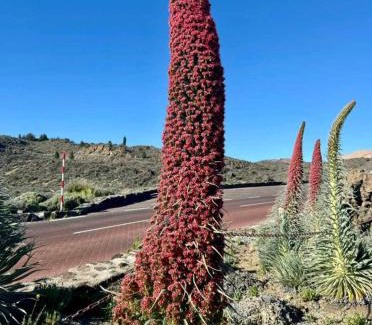 Adeje Apartment | CASANTILVIA heated pool paradise