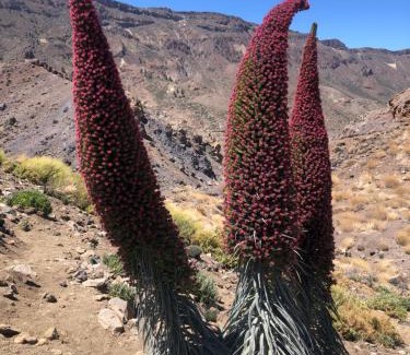 Adeje Apartment | CASANTILVIA heated pool paradise