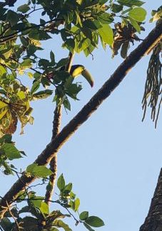 Quebrada Grande Apartment | Casita Canto del Bosque Monteverde