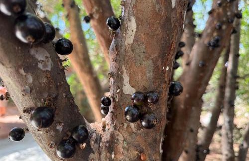 Pirassununga House | Chácara dentro de Pirassununga