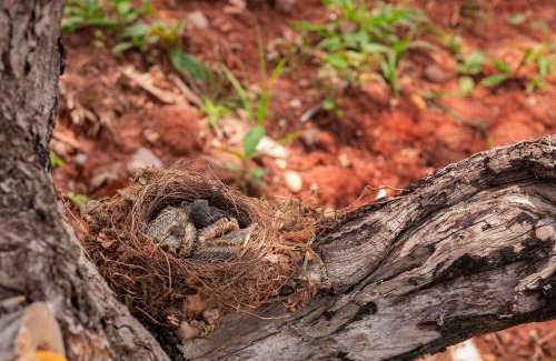 Pirenopolis Ski Chalet | Chácara e Cabana Rio das Almas, paz e natureza!