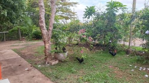 Cuiaba Hotel | Chácara Pousada Sagui