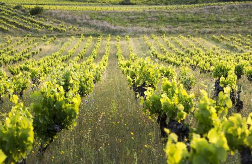 Autignac Bed & Breakfast | Château Autignac
