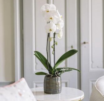 Vevey Bed & Breakfast | Château de l'Aile- Boutique Suites