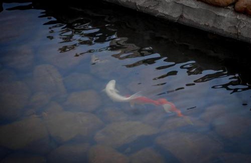 Morrinhos do Sul Ski Chalet | Chalé dos Alves