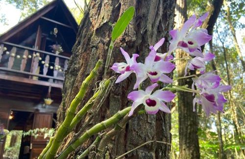 Ouro Preto Ski Chalet | Chalé Floresta Amada
