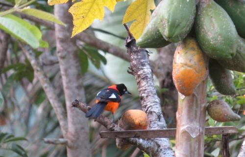 Domingos Martins House | Chalé Vista da Mata DM, 5km Centro Domingos Martins, Wi Fi, fibra óptica, SPA aquecido, split, privacidade, aceita pets