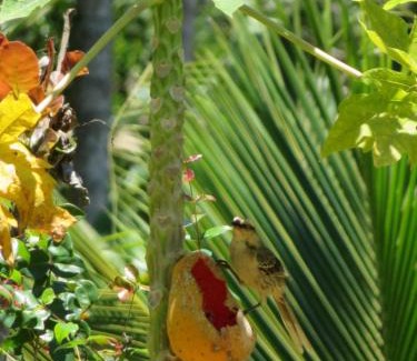 Domingos Martins House | Chalé Vista da Mata DM, 5km Centro Domingos Martins, Wi Fi, fibra óptica, SPA aquecido, split, privacidade, aceita pets