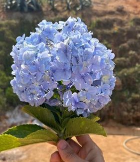 Domingos Martins House | Chalés nas Montanhas