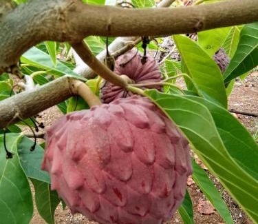 La Mancha House | Chalet Las Viñas 2