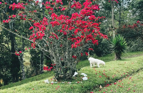 Juquitiba Ski Chalet | Chalet Primavera, 1 hour from São Paulo, in the Atlantic Forest, Connection and Nature site.