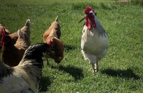 Caergeiliog Ski Chalet | Chalet Sleeps 4 Near Cymyran Beach