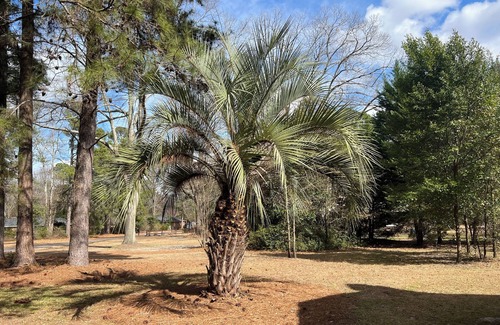 North Augusta House | Charming 3-bedroom house in peaceful North Augusta with AC