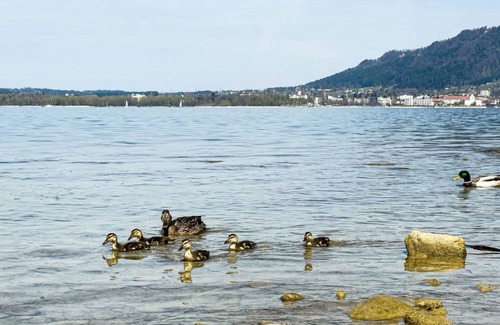 Bregenz Apartment | Charming Apartment “Bregenz 6 Top 2” with Wi-Fi, Balcony, Terrace & Garden