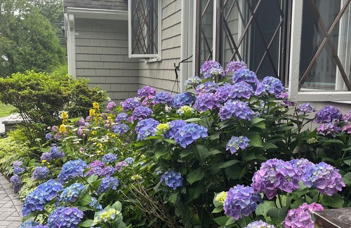 Cotuit House | Charming Cottage, breezy, bright and peaceful. Walking distance to beach and bar