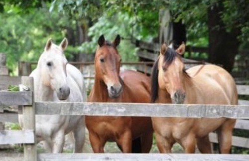 Yellow Point Cottage | Charming Country Cottage Getaway in Yellowpoint - 15 Min to Nanaimo