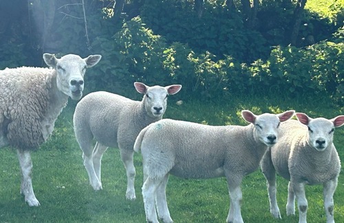 Ballymoney Cottage | Charming Countryside Retreat At Ganaby Cottage, Ganaby Farm