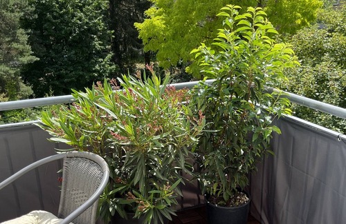 Kassel Condo | Charming old-style apartment with south-facing balcony in a popular residential area