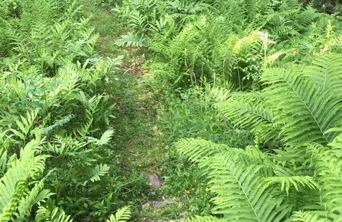 Hunter Cabin | Charming secluded mountain house with creek view. 5 min from Hunter Mtn.