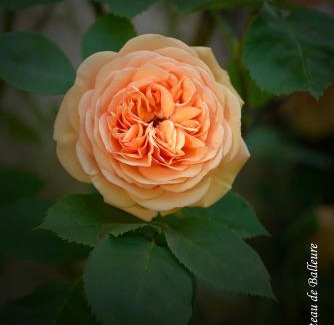 Etrigny House | Chateau de Balleure