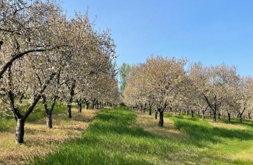Suttons Bay House | Cherry Blossom Farm