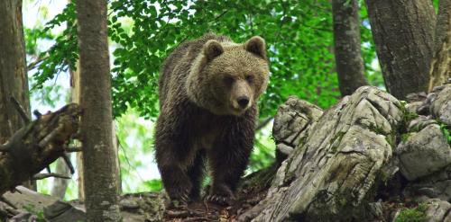 Kozarisce House | Cherry house - cosy house - ideal for bear watching, in the neighborhood of the medieval Snežnik castle