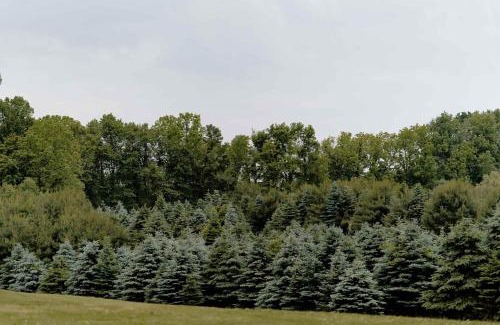 Benton Harbor House | Christmas Tree Farm - Evergreen Escape