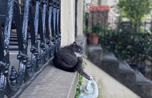 Lower Garden District House | Classic New Orleans Victorian Charmer