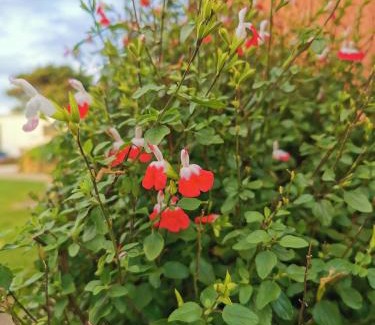 Colac West Other | Colac Otway Caravan & Cabin Park