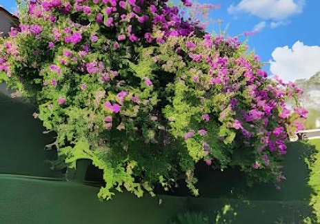 Bigorrilho Apartment | Conforto Studio próximo do Barigui, Garden