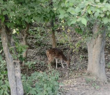 Bail Parao House | Corbett Green Orchard