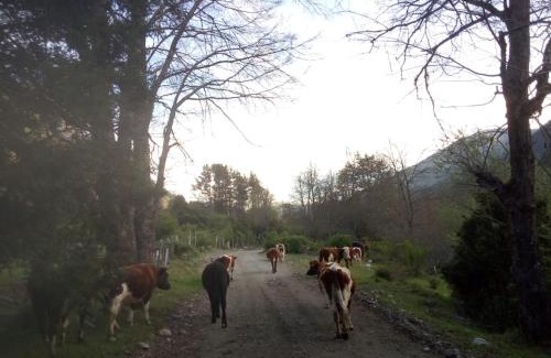 Curarrehue Ski Chalet | Corral del Agua