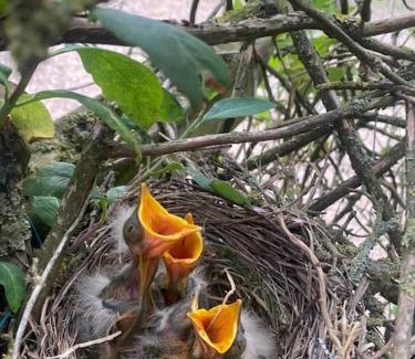 Saint-Jans-Cappel House | Cottage chaleureux au cœur des Monts de Flandres