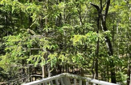 Pentwater Cottage | Cottage in the woods-Lake MI access