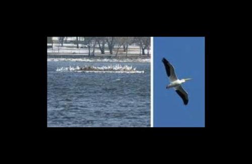 Le Claire House | Cottage on the Mississippi Venue and dog friendly