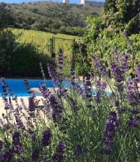 Pavlov House | cottage with private swimming pool
