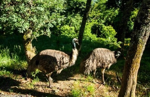 Bico Cottage | Country house, ecovia