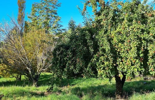 Luis Soto Cabin | Country house, surrounded by nature, ideal for the family.