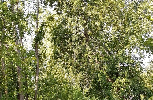 Aylmer Apartment | Cozy and beautiful flat, close to downtown Ottawa, many trees around