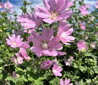 Samarkand Apartment | Cozy apartment 2