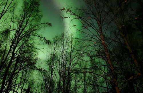 Fairbanks Apartment | Cozy Basement Apartment Executive Retreat