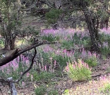 Duchesne Other | Cozy Bell Tents Excellent for a Glamping Experience and Hiking in Duchesne, Utah