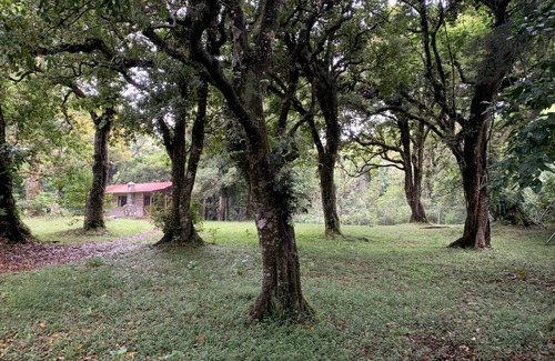 Roble Cabin | Cozy Cabin, 10 minutes from Heredia, forest around