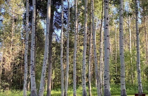 Wilson Cabin | Cozy Cabin Retreat close to Jackson Hole Mountain Resort