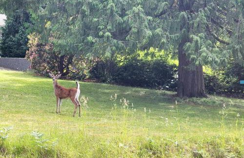 Regional District of Nanaimo House | Cozy Comfort rooms in Nanaimo