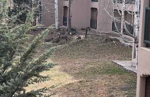 Ruidoso Condo | Cozy Condo in Ruidoso ideal for Outdoor Enthusiasts!