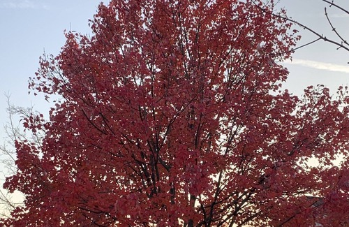 Bedford Condo | Cozy Condo in the wood! Beautiful wildlife views daily.